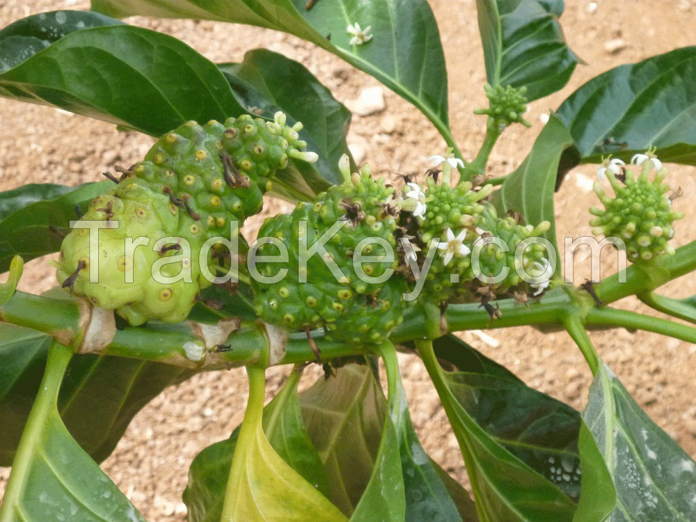 Noni fruit