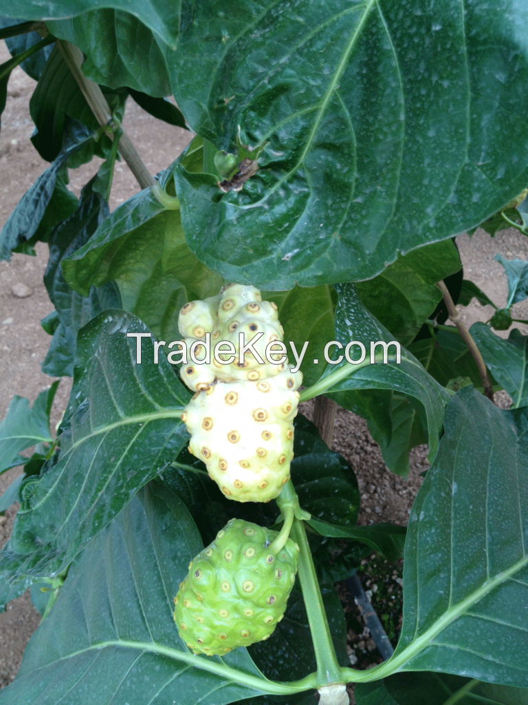 Noni fruit