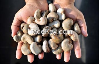 Dried raw cashew nuts in shell