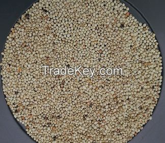 White Sorghum