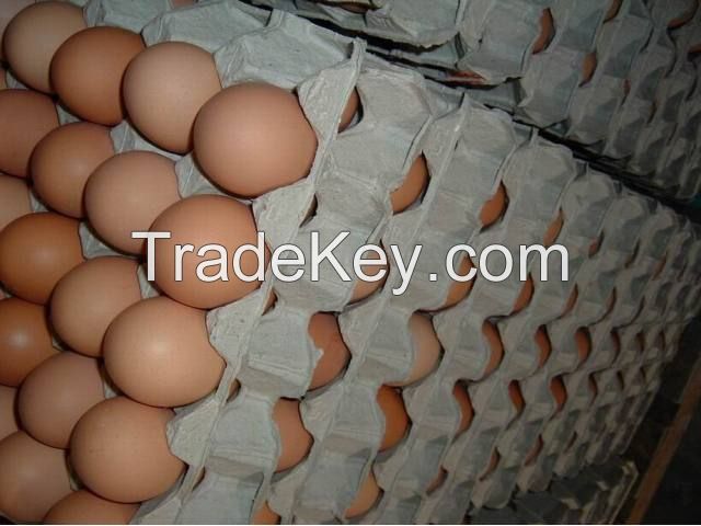 Fresh and Fertile chicken eggs