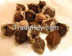 moringa seed,spinash seeds,pomkin seeds,vegetable seeds,oil seeds ,water melone seeds ,herbs seeds ,flower an all types of seeds for sale