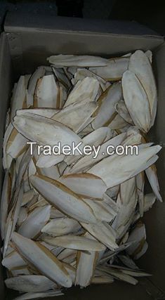 cuttle fish bone