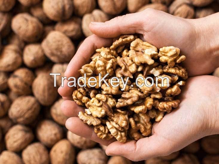 Dried Walnuts Kernels 