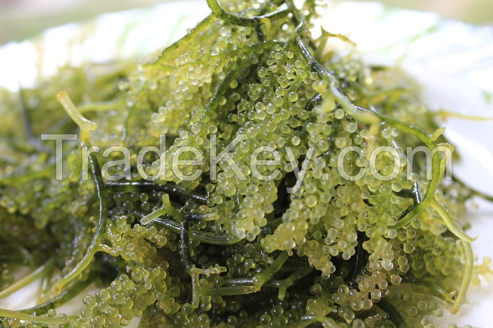 Sea weeds
