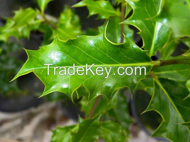 Holly Leaf