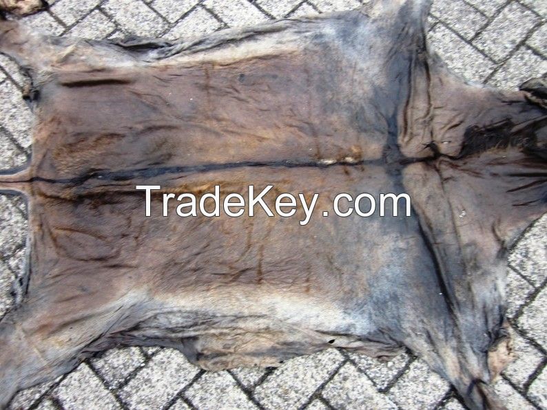 Dry salted Donkey Hides