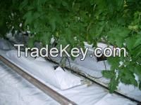 Peat moss for greenhouses