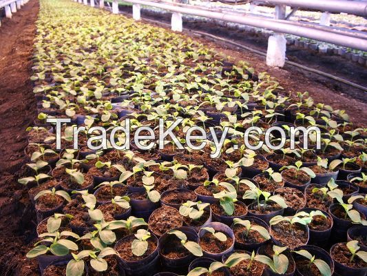 Peat moss tablets Ø85mm
