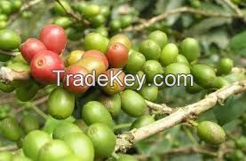 Green Coffee Beans 