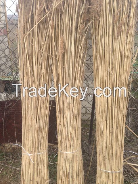 water reed for roofing