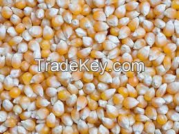 Yellow Corn