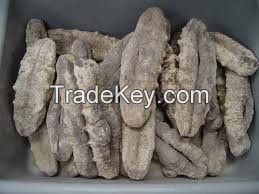 Wholesale Price Sea Cucumber Teat Fish