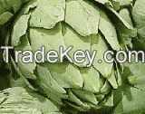 Artichoke Flower 