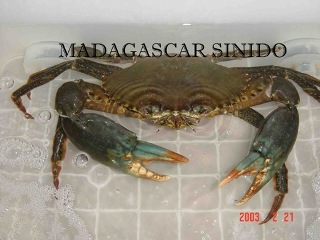 Giant Mud Crab - Live