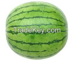 Fresh Watermelons Available in tons