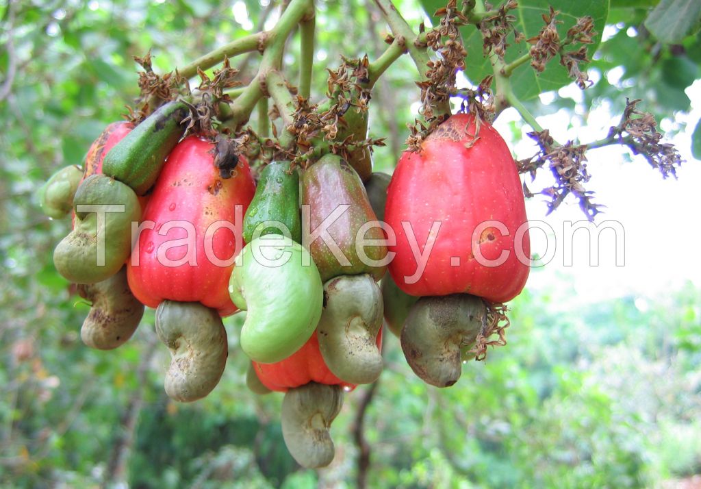 Raw Cashew Nuts