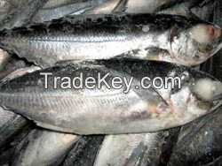 Blue Horse Mackerel