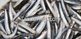 Anchovies