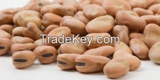 faba beans