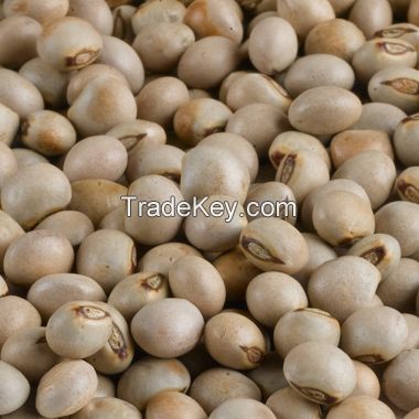 Pigeon Peas 