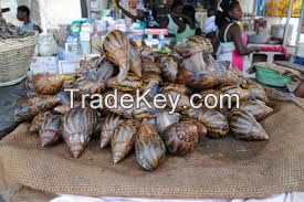 Live Giant African Snails flesh, shell, oil, frozen, live, dried, powder..