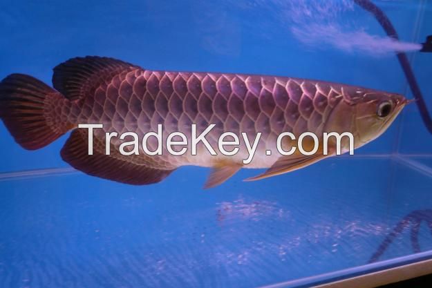 Arowana Fish