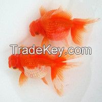 Quality Arowanna Fish