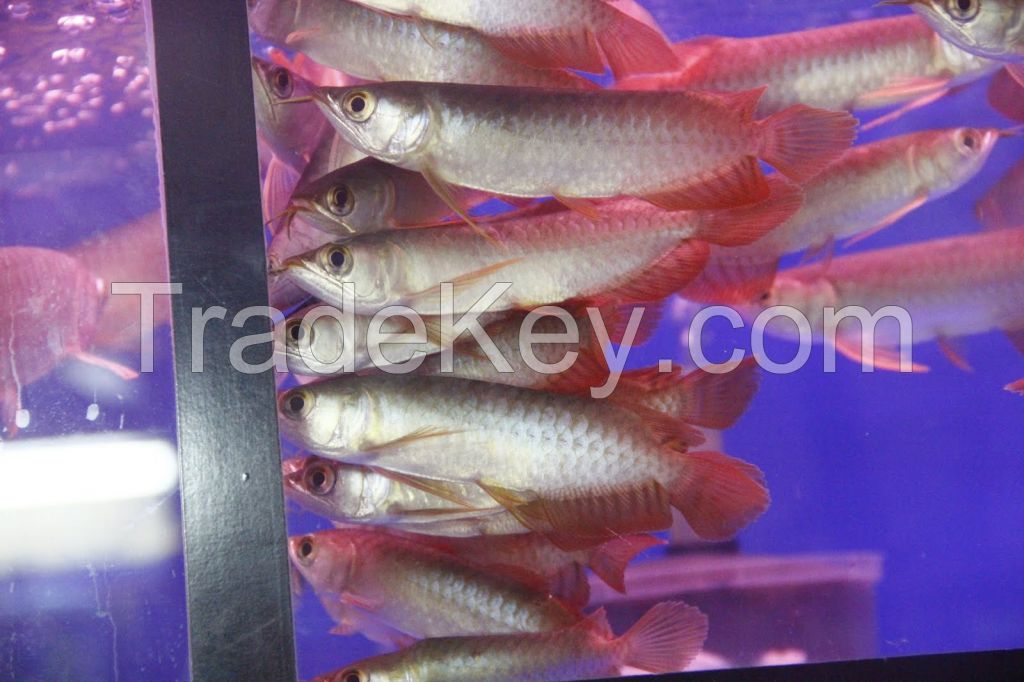 Natural Quality Arowanna Fish