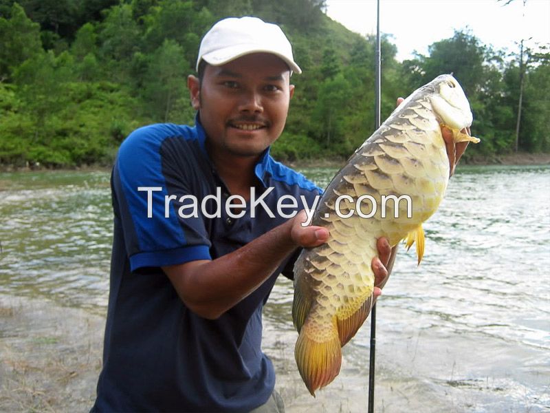 Natural Quality Arowanna Fish whole sale price High Priority Shipping available Worldwide