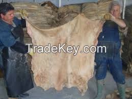 Dry Raw Blue Salted Donkey Skins/Hides of all type