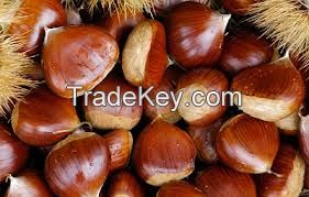 Best quality Chest Nut/CASHEW NUTS/ PINENUTS/ BRAZIL NUTS 