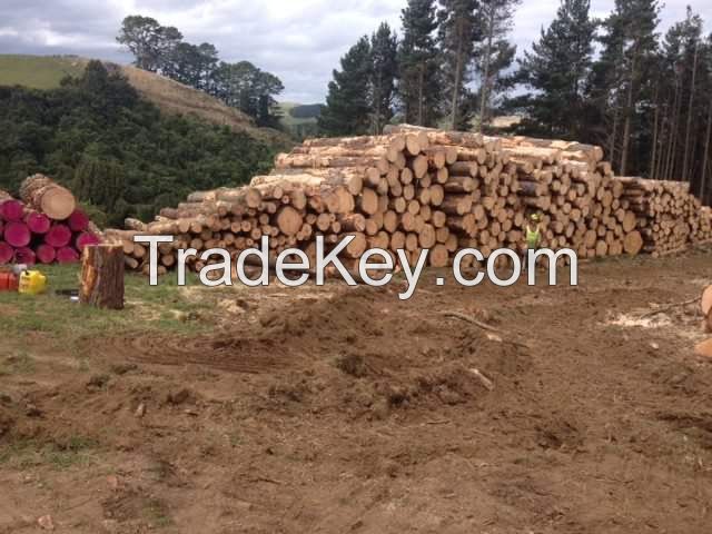 New Zealand Pine Wood