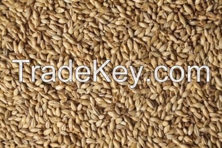 Pale barley malt