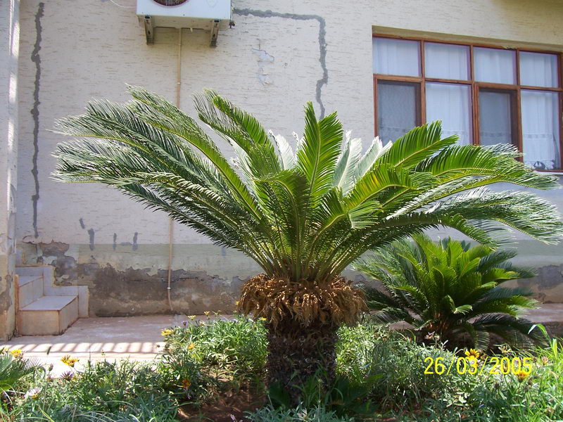 cycas