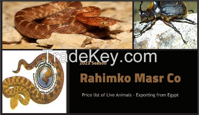 Tut Masr Co, Live animas ( reptiles , Geckos , Lizards , Snakes , Mammals ...etc )