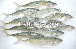 Indian Mackerel