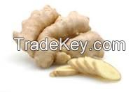 Ginger (Zingiber officinale Rosc.)