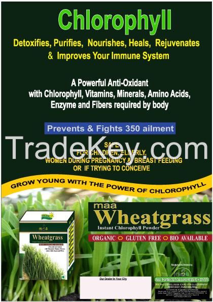 Wheatgrass Powder