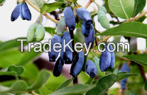 Lonicera Caerulea Anthocyanin