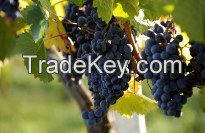 Grape Skin Anthocyanin