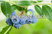 Blueberry Anthocyanin