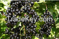 Black Currant Anthocyanin