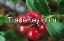 Cranberry Anthocyanin