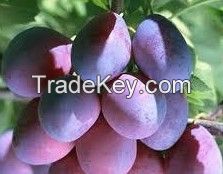 plum extract