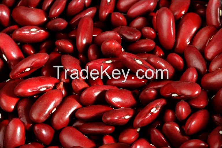 Kidney beans, Black beans, Lentils, Chickpeas, Mung beans, Soybeans