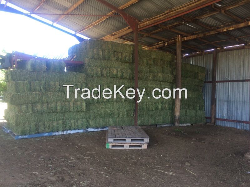 Lucerne Bales (Alfalfa Hay), Timothy Hay Bales