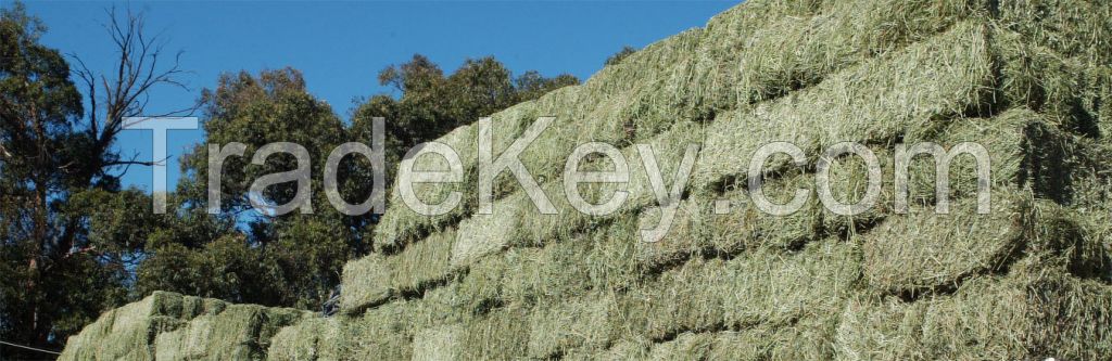 Lucerne Bales (Alfalfa Hay), Timothy Hay Bales