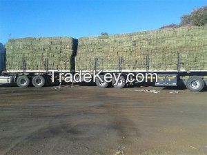 Lucerne Bales (Alfalfa Hay), Timothy Hay Bales