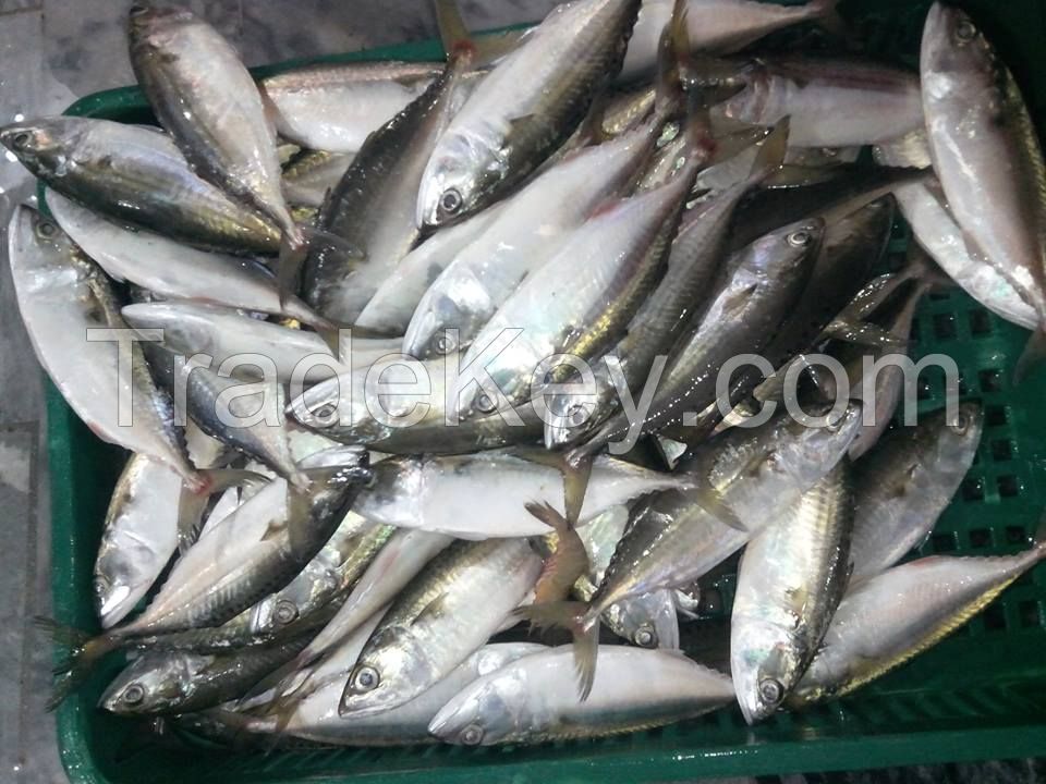 Frozen Indian Mackerel